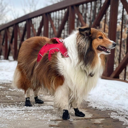 GOO-EEZ Basic, Black, 2XL dog boots, 4 pcs.