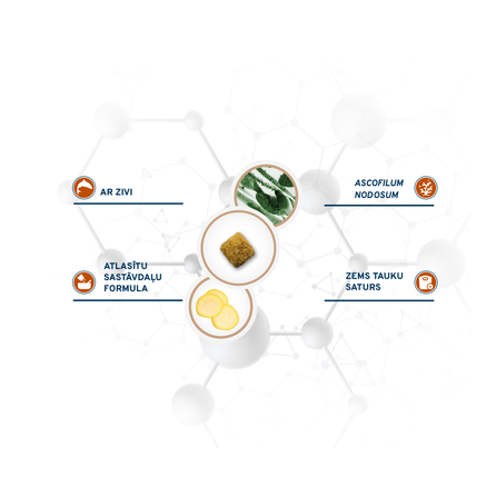 FORZA10 Active VetDiet Gastroenteric Low Fat, Suņiem sausā barība, 10 kg