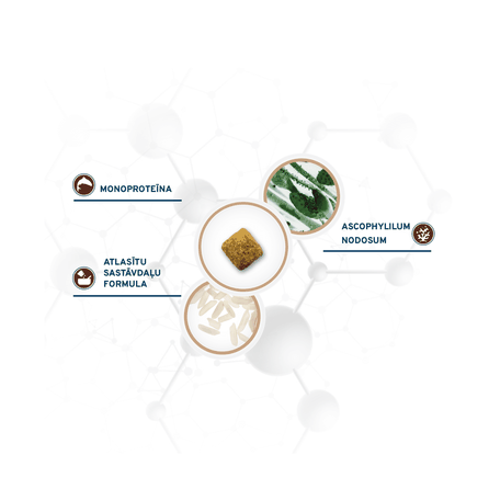 FORZA10 Active Vetdiet Intestinal Colon Fase 2, Suņiem sausā barība, 4 kg