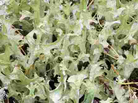 NATĒJA Icelandic Lichen 1.5 g tea bags, 24 pcs.