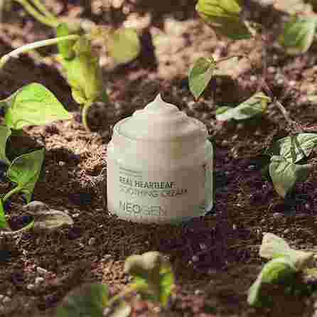 NEOGEN Dermalogy Real Heartleaf Soothing Cream face cream, 80 g