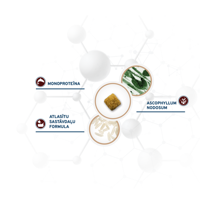 FORZA10 Active Vetdiet Intestinal Colon Fase 1, Suņiem sausā barība, 4 kg