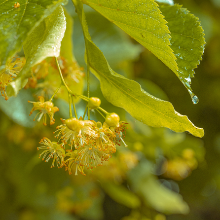 STENDERS Liepziedu dušas želeja, 250 ml