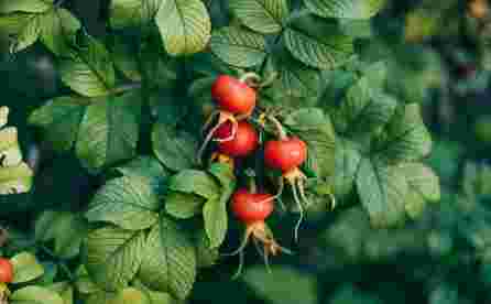 RFF Rosehip herbal tea, 100 g