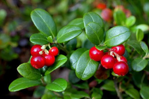 NATĒJA bruknių žolelių biri arbata, 50 g - 2