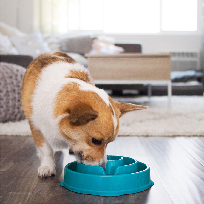 OUTWARD HOUND Fun Feeder Drop, Tirkīza, M, Lēnēšanas bļoda, 1 gab. - 4