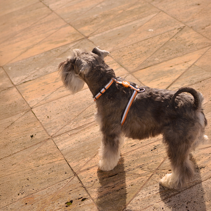 DASHI Stripes3 Orange&Black  S iemaukti, 1 gab. - 2