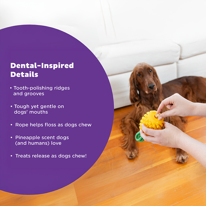 OUTWARD HOUND Dental Pineapple, Dzeltena rotaļlieta, 1 gab. - 2