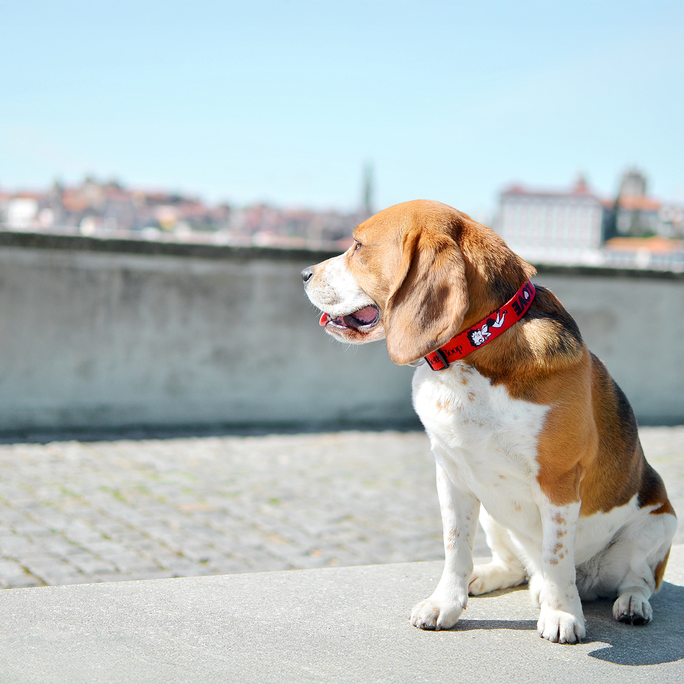 DASHI Vintage Betty M kakla siksna, 1 gab. - 3