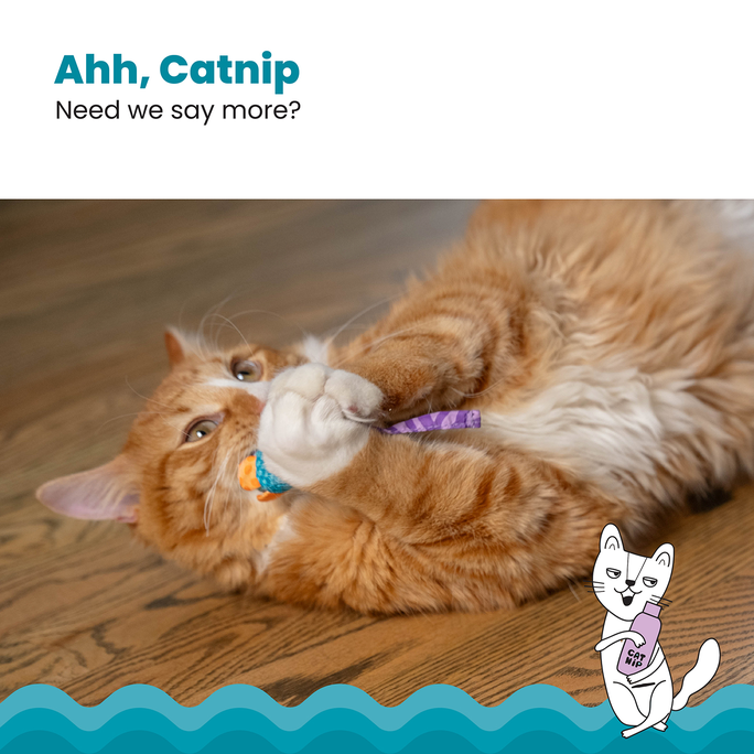 CATSTAGES Catnip Chew Mice rotaļlieta, 1 gab. - 2