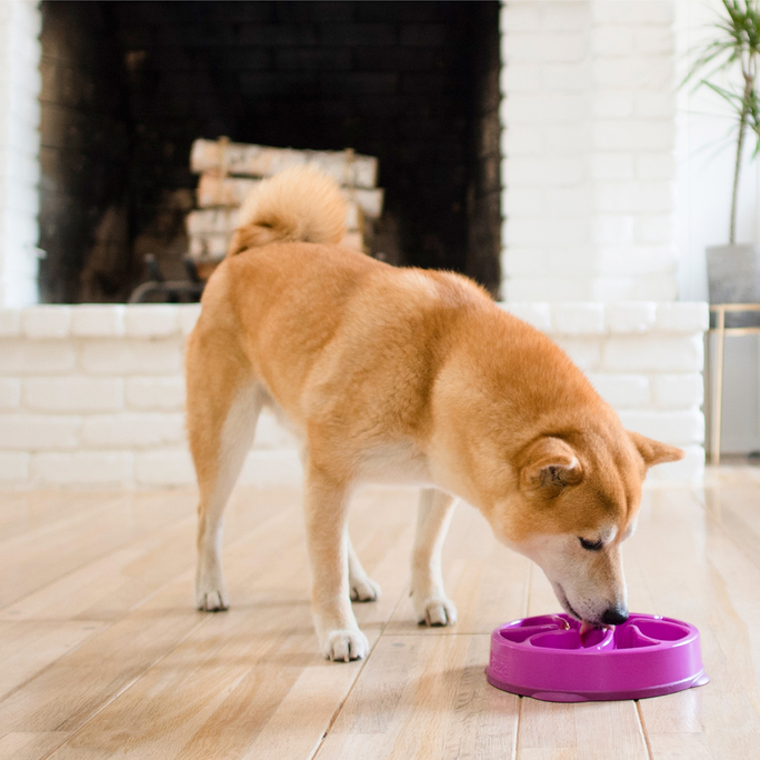 OUTWARD HOUND Fun Feeder Flower, Violeta, M, Lēnēšanas bļoda, 1 gab. - 4