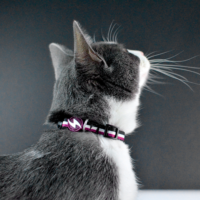 DASHI Stripes3 Purple&Black Kaķim kakla siksna, 1 gab. - 4