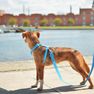 DASHI Colorflex Blue M iemaukti, 1 gab. thumbnail 3