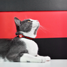 DASHI Stripes3 Red&Black Kaķiem kakla siksna, 1 gab. thumbnail 4