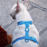 DASHI Colorflex Blue M iemaukti, 1 gab. thumbnail 2