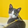 DASHI Snooze  krūšu siksna un pavada kaķim, 1 gab. thumbnail 4