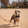 DASHI Stripes3 Orange&Black L pavada, 1 gab. thumbnail 2