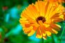 WELEDA Calendula ziepes, 100 g thumbnail 2