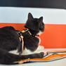 DASHI Stripes3 Orange&Black pavada, 1 gab. thumbnail 4