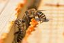 112 Propolis + Urea 10 % balzams, 50 g thumbnail 2