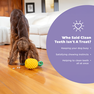 OUTWARD HOUND Dental Pineapple, Dzeltena rotaļlieta, 1 gab. thumbnail 3