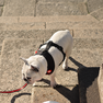 DASHI Stripes3 Red&Black Neo Mesh S iemaukti, 1 gab. thumbnail 4