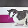 DASHI Stripes3 Purple&Black Kaķim kakla siksna, 1 gab. thumbnail 3