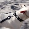 DASHI Colorflex Black S kakla siksna, 1 gab. thumbnail 4