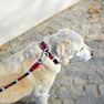 DASHI Slide XS pavada, 1 gab. thumbnail 4