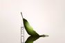 DR.HAUSCHKA Calm & Balance (2 ml) ampulės, 7 vnt. thumbnail 5
