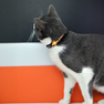 DASHI Stripes3 Orange&Black Kaķim kakla siksna, 1 gab. thumbnail 4
