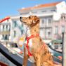 DASHI Colorflex Red L iemaukti, 1 gab. thumbnail 2