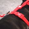 DASHI Colorflex Red L iemaukti, 1 gab. thumbnail 4