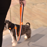 DASHI Stripes3 Orange&Black XS pavada, 1 gab. thumbnail 3