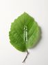 DR.HAUSCHKA Calm & Balance (2 ml) ampulės, 7 vnt. thumbnail 4